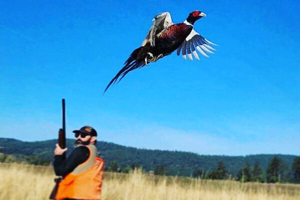 Pheasant Hunting Packages - Upland Bird Ranch