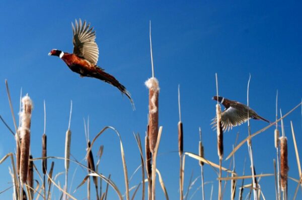 Double Barrel Ranch - Upland Bird & Turkey Hunting in Eastern Washington